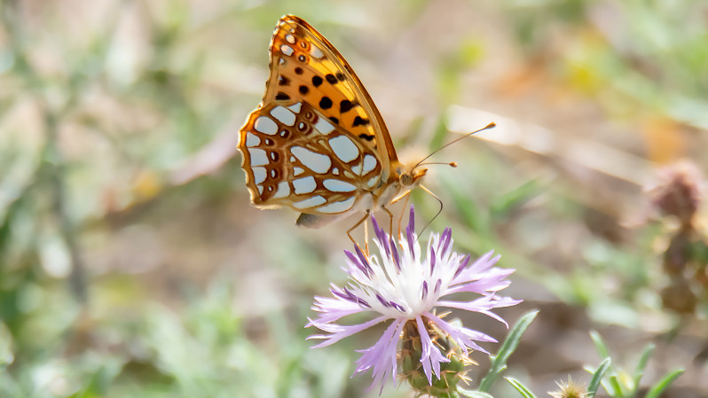 Issoria lathonia (Linnaeus, 1758)