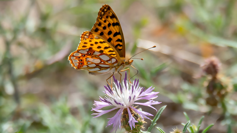 Issoria lathonia (Linnaeus, 1758)