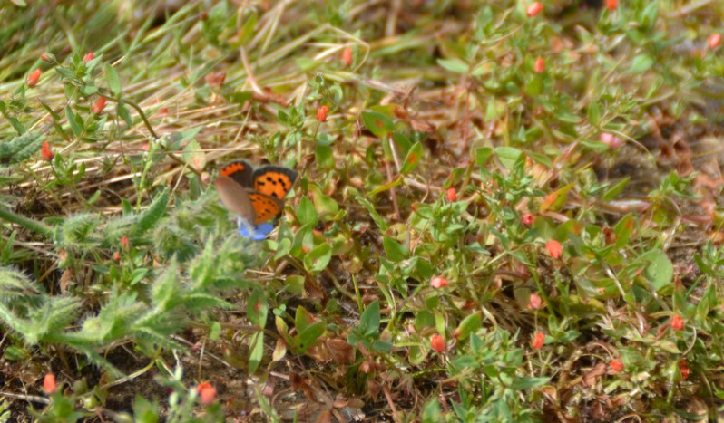 Lycaena phlaeas (Linnaeus 1761)