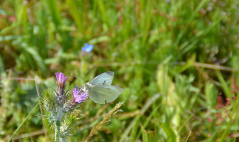Pieris rapae (Linnaeus, 1758)