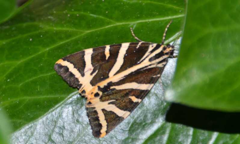 Euplagia quadripunctaria (Poda, 1761)