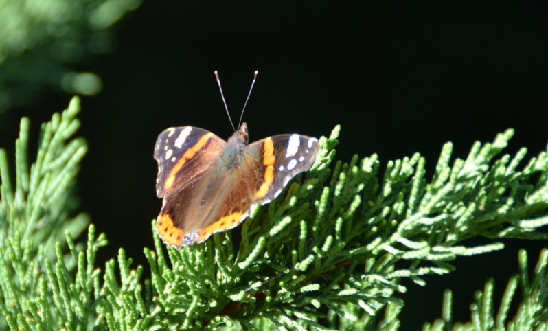 Vanessa atalanta (Linnaeus, 1758)