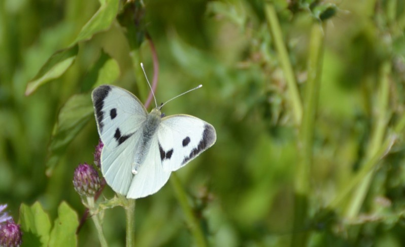 Pieris brassicae (Linnaeus, 1758)
