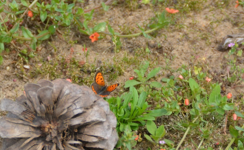 Lycaena phlaeas (Linnaeus 1761)