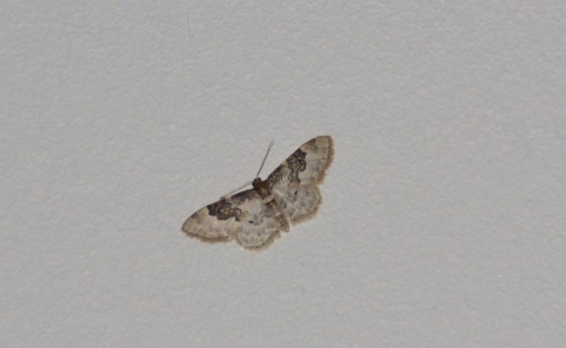 Idaea rusticata (Denis & Schiffermüller, 1775)