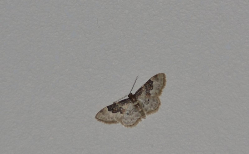 Idaea rusticata (Denis & Schiffermüller, 1775)