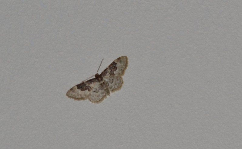 Idaea rusticata (Denis & Schiffermüller, 1775)