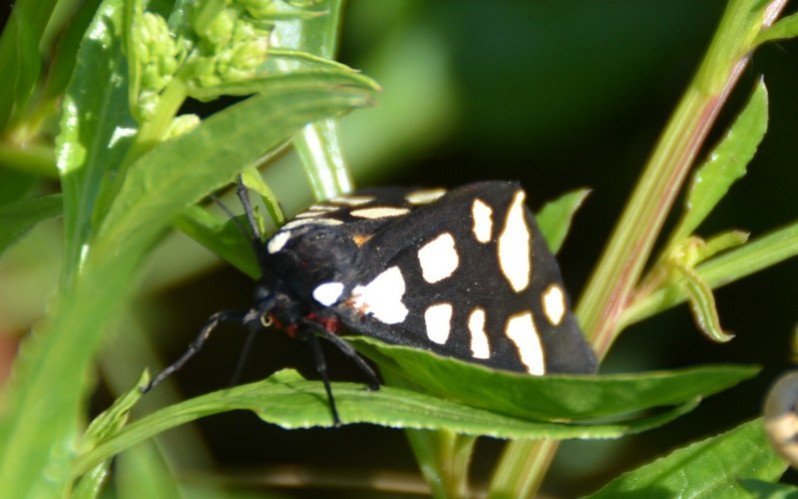 Arctia villica (Linnaeus, 1758)