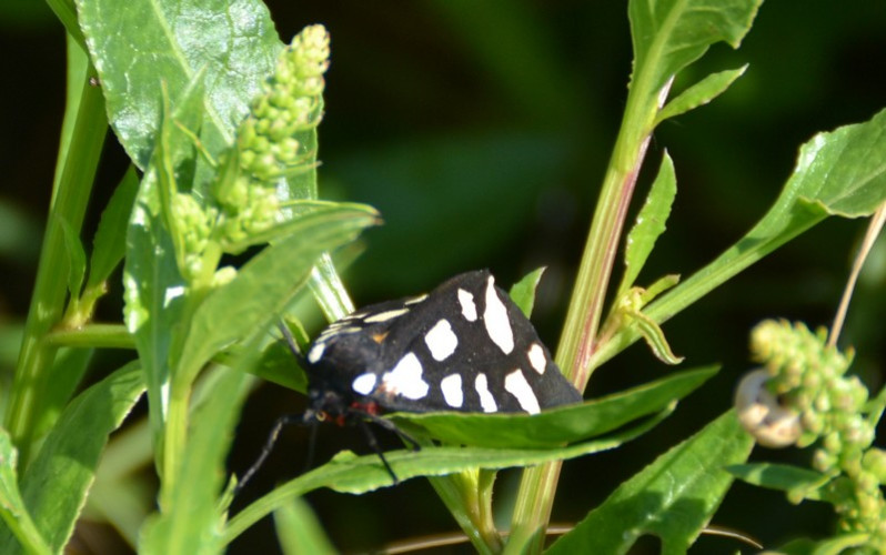 Arctia villica (Linnaeus, 1758)