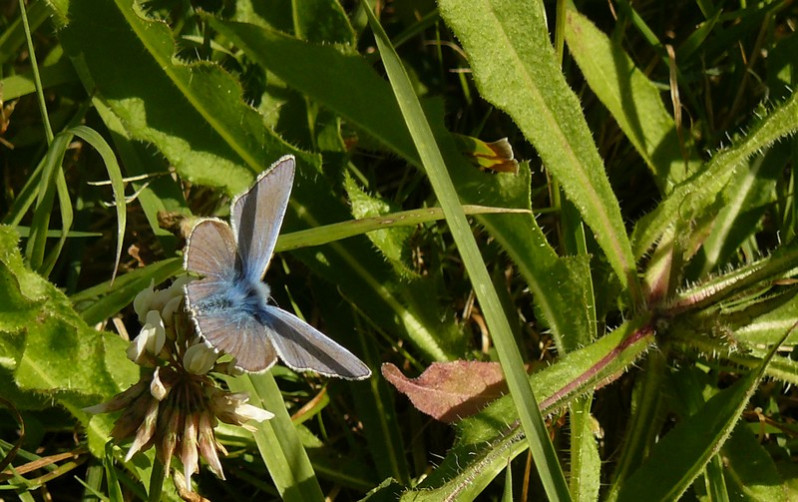 Polyommatus icarus (Rottemburg, 1775)