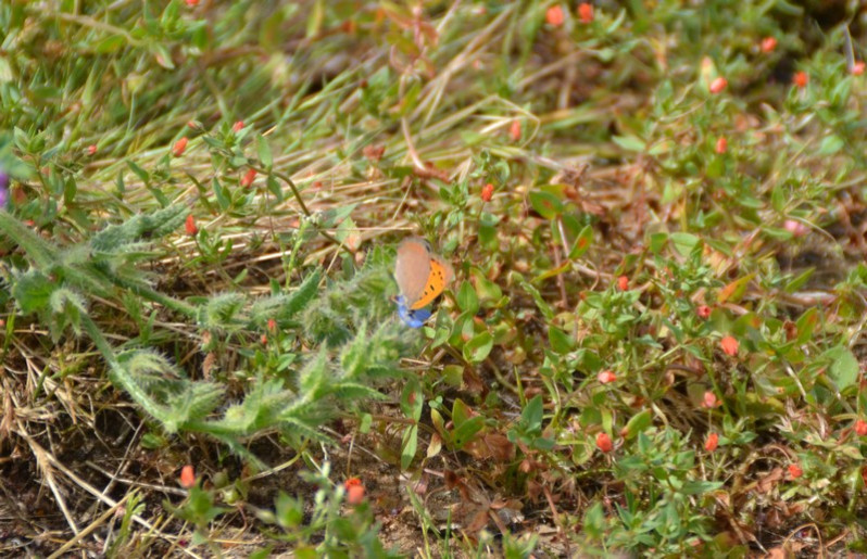 Lycaena phlaeas (Linnaeus 1761)