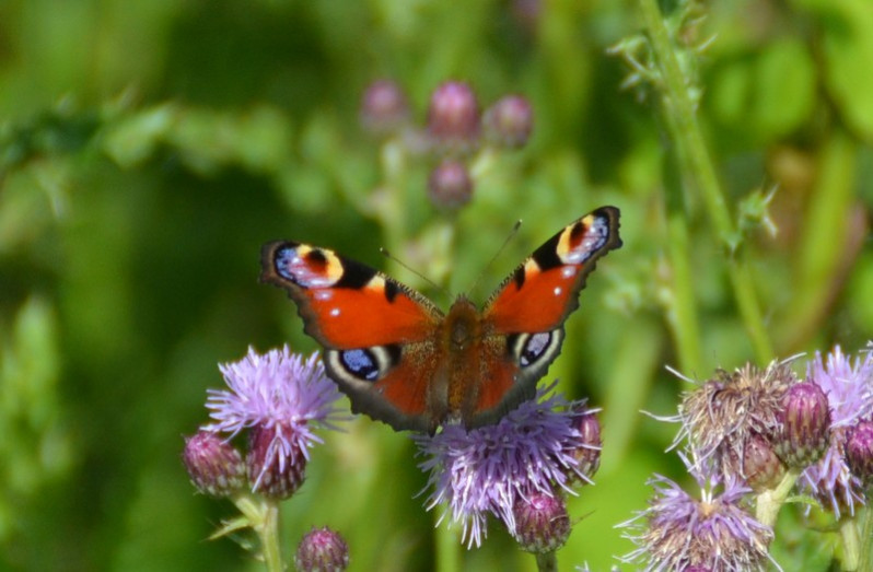 Aglais io (Linnaeus, 1758)