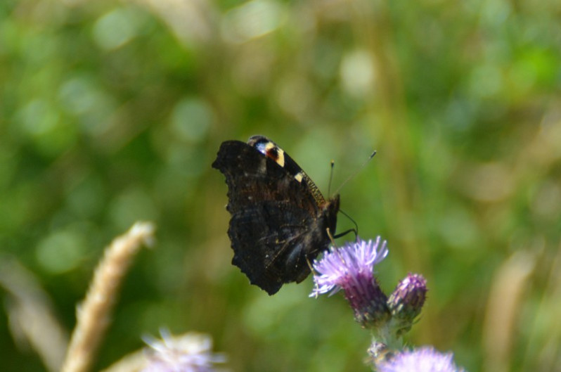 Aglais io (Linnaeus, 1758)