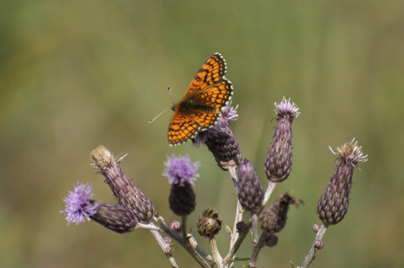 Melitaea athalia (Rottemburg, 1775)