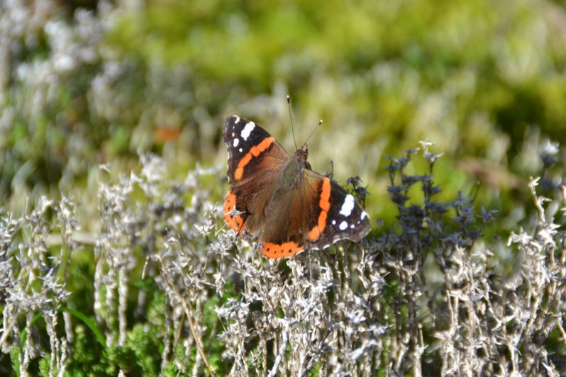 Vanessa atalanta (Linnaeus, 1758)