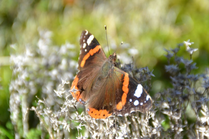 Vanessa atalanta (Linnaeus, 1758)