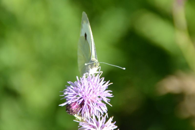 Pieris brassicae (Linnaeus, 1758)
