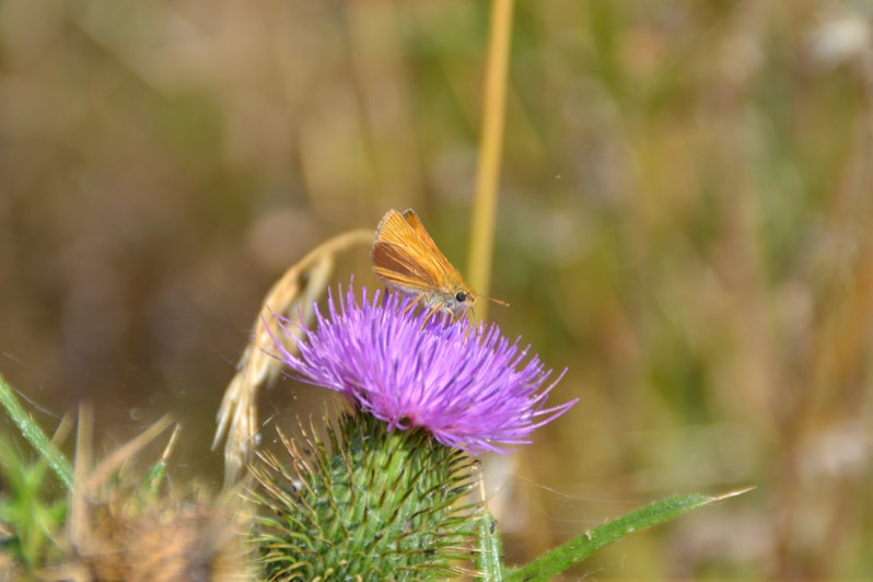 Thymelicus lineola (Ochsenheimer, 1808)
