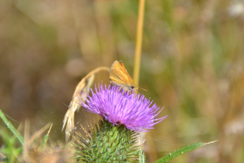 Thymelicus lineola (Ochsenheimer, 1808)