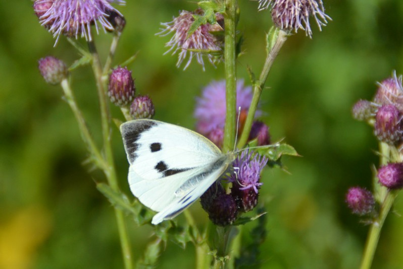 Pieris brassicae (Linnaeus, 1758)