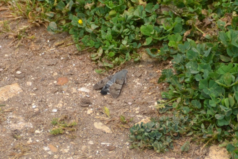 Macroglossum stellatarum (Linnaeus, 1758)