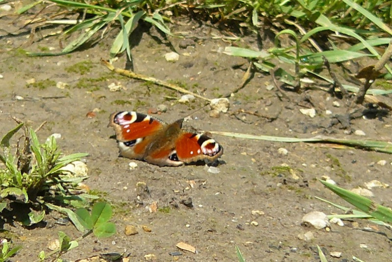 Aglais io (Linnaeus, 1758)