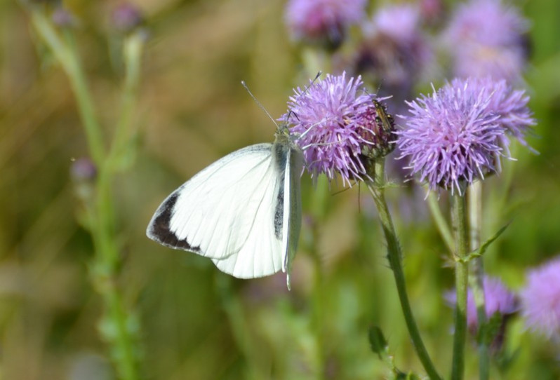 Pieris napi (Linnaeus, 1758)