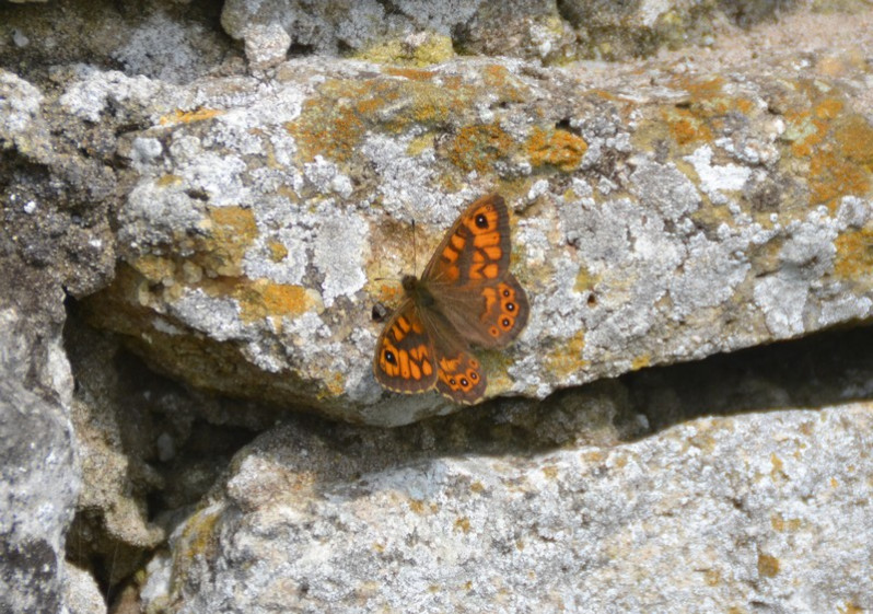 Lasiommata megera (Linnaeus, 1767)