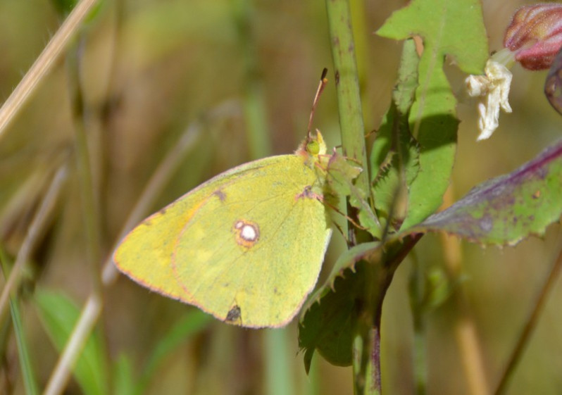Colias crocea (Geoffroy in Fourcroy, 1785)
