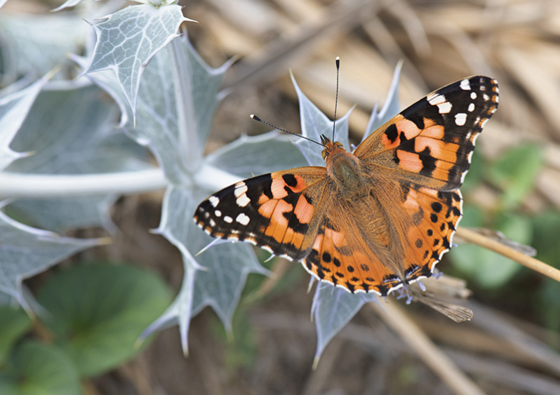 Vanessa cardui (Linnaeus 1758)