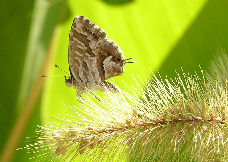 Cacyreus Marshalli (Butler 1898)