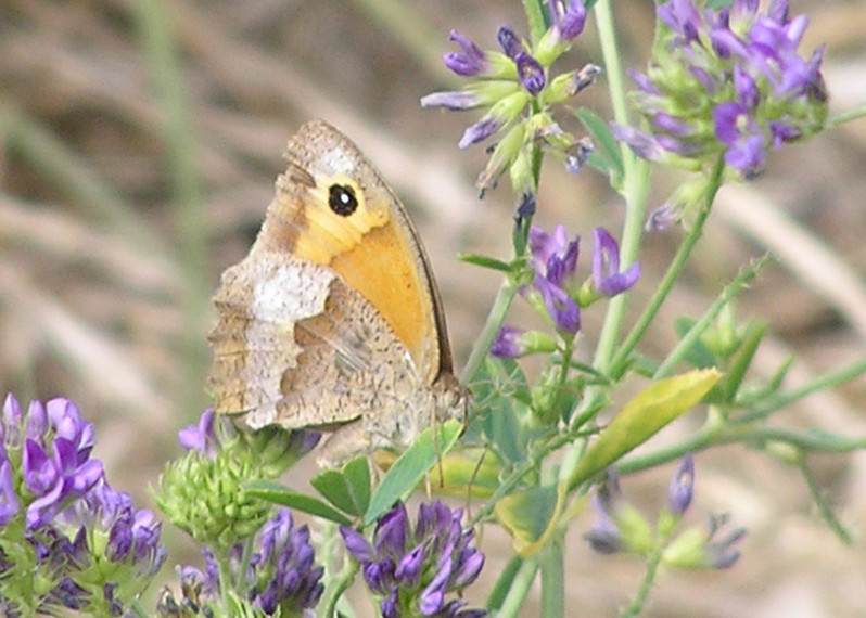 Maniola jurtina (Linnaeus 1758)
