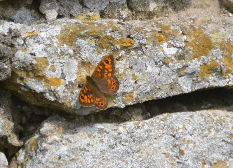 Lasiommata megera (Linnaeus, 1767)