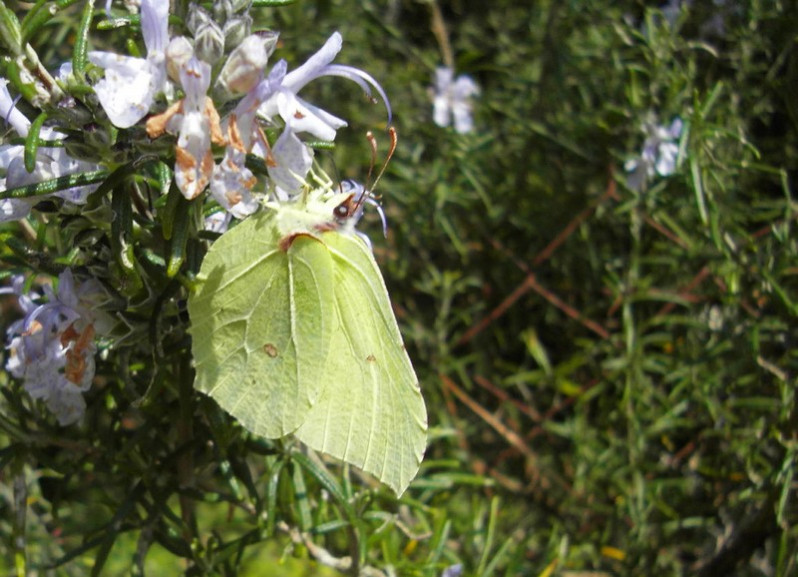 Gonepteryx rhamni (Linnaeus 1758)