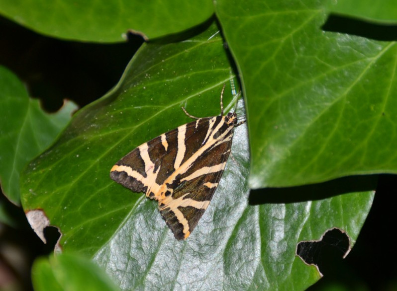 Euplagia quadripunctaria (Poda, 1761)