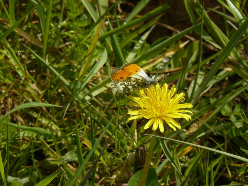 Anthocharis cardamines (Linnaeus, 1758)