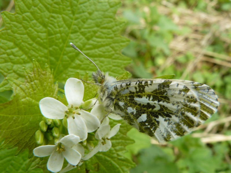 Anthocharis cardamines (Linnaeus, 1758)