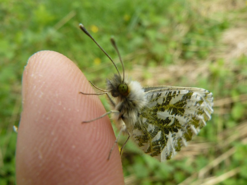 Anthocharis cardamines (Linnaeus, 1758)