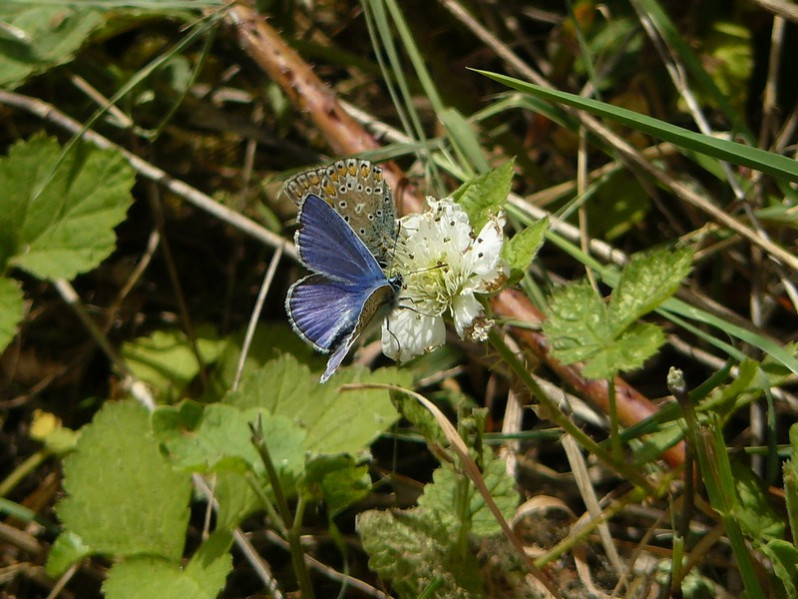 Polyommatus icarus (Rottemburg, 1775)