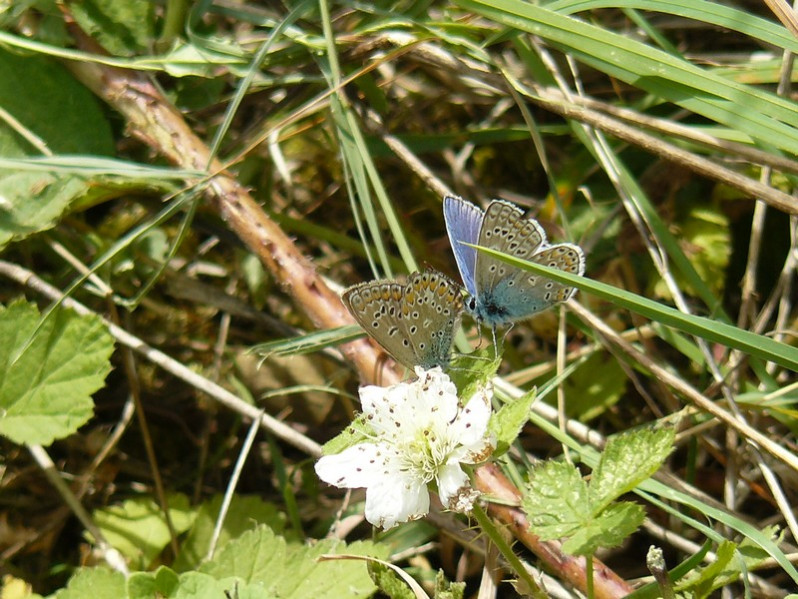 Polyommatus icarus (Rottemburg, 1775)