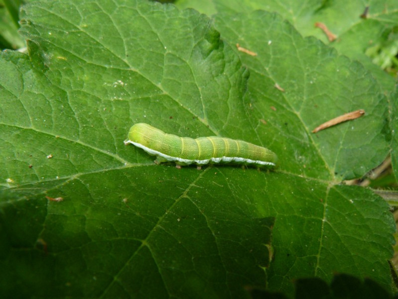 Chenille d'Anthocharis cardamines (Linnaeus, 1758)