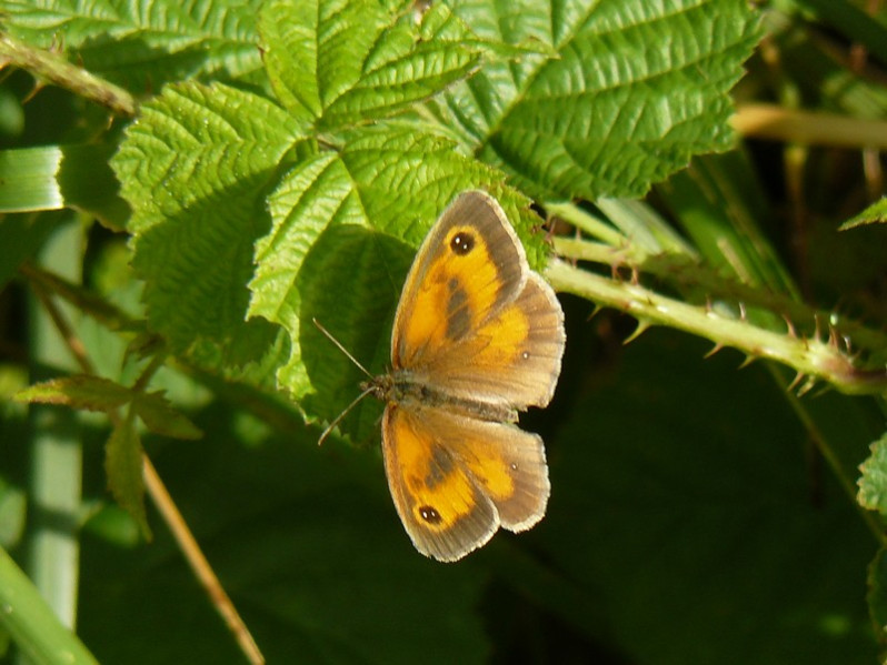 Pyronia tithonus (Linnaeus, 1771)