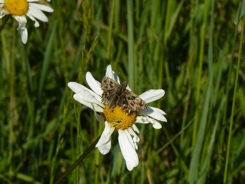 Carcharodus alceae (Esper, 1780)