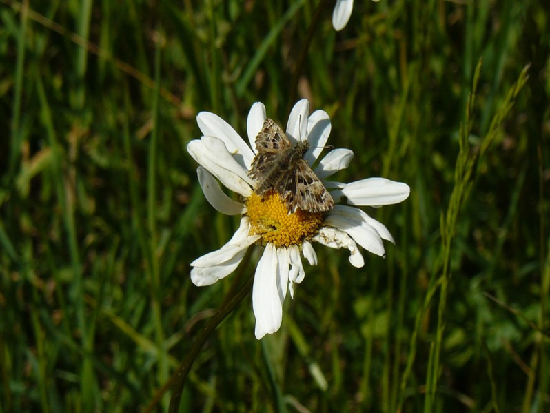 Carcharodus alceae (Esper, 1780)