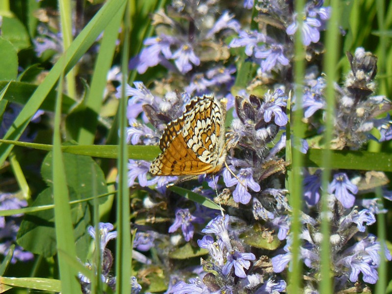 Melitaea cinxia (Linnaeus, 1758)