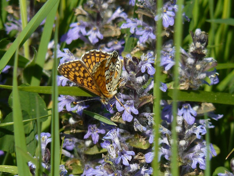 Melitaea cinxia (Linnaeus, 1758)