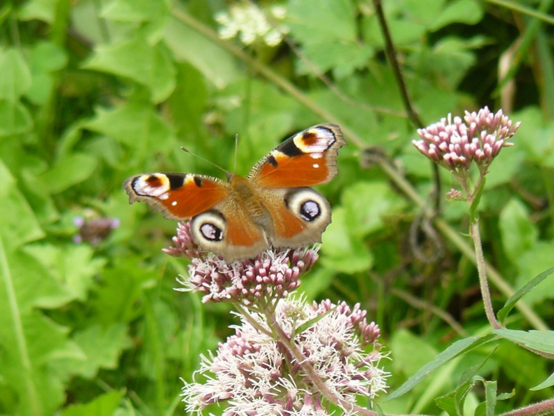 Aglais io (Linnaeus, 1758)