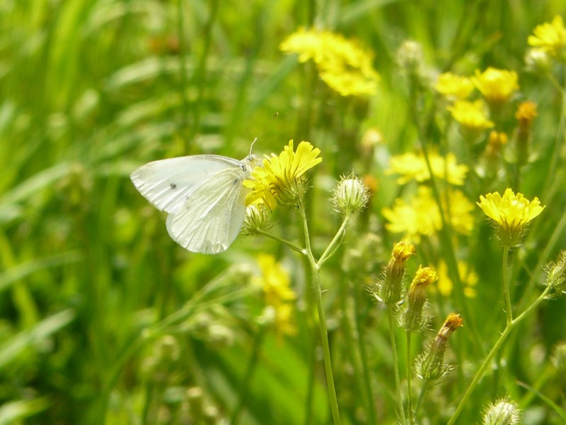 Pieris rapae (Linnaeus, 1758)