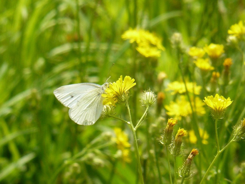 Pieris rapae (Linnaeus, 1758)