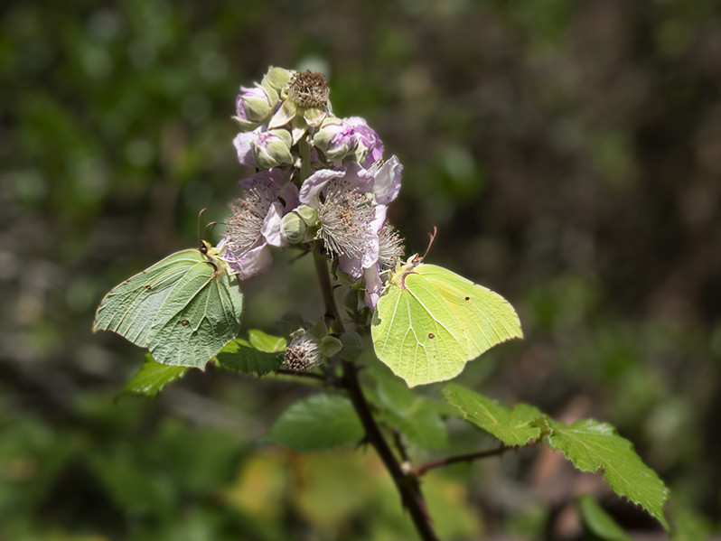 Gonepteryx rhamni (Linnaeus 1758)